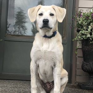 Meet your Posher, Abby